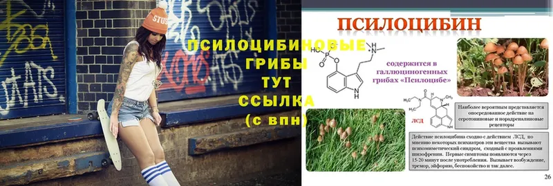 Галлюциногенные грибы Psilocybe  Ноябрьск 